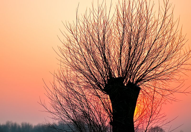 Burning Tree