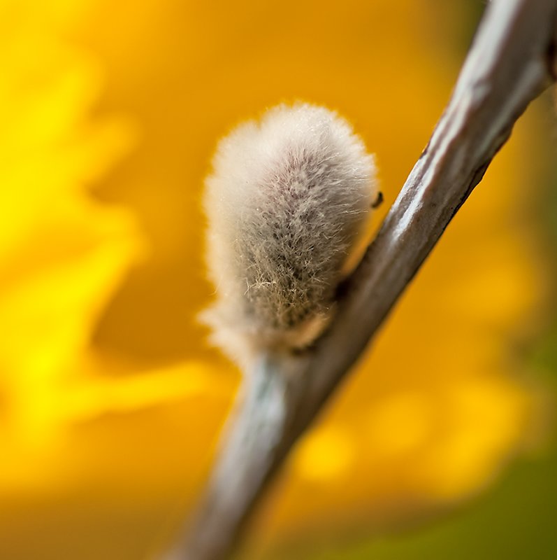 Willow Catkin And Daffodil