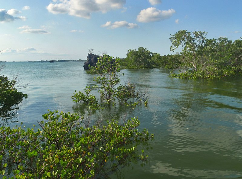 High Tide In Mangrove Forest