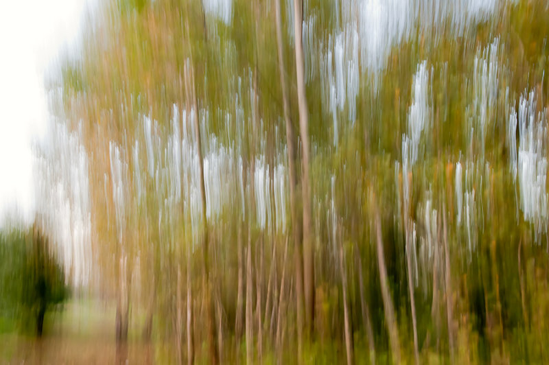 Dance Of Fall