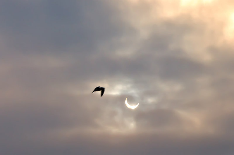 Partial Solar Eclipse