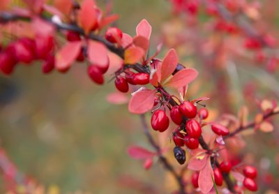 Autumn's Red Necklace