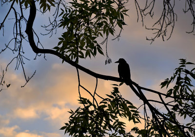 Crow At Sunset
