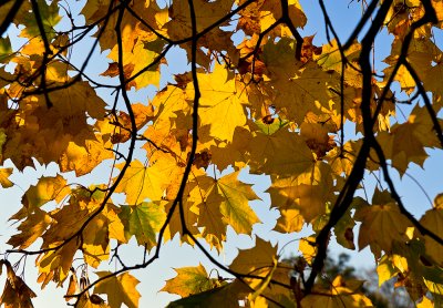 Golden Leaves