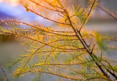 Larch In Sunset