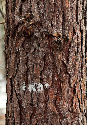 Face Hidden In The Bark
