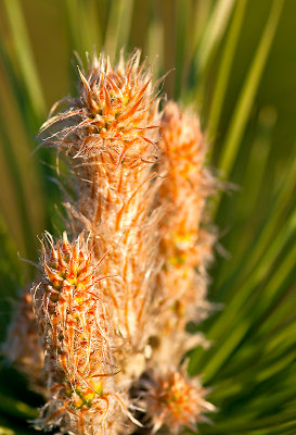 New Buds On Pines