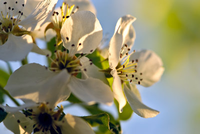 Cherry Tree Blossom