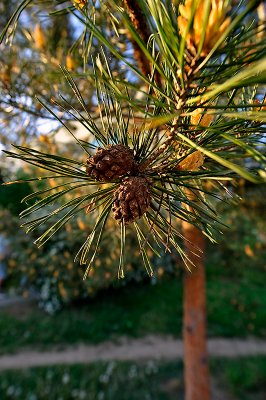 Pinecones In Love In Sunshine