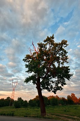Tree, Pylon And The Sky Pattern