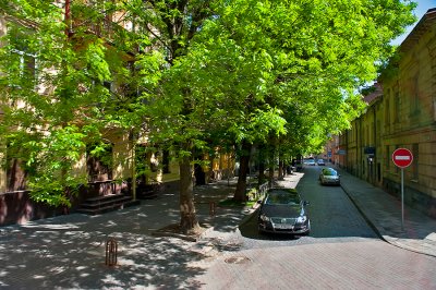 Trees Shaded Street