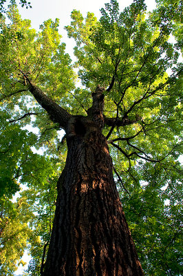 Looking Up