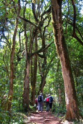 Pathway In Rainforest