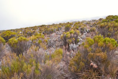 Moorland Colors
