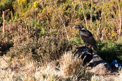 White-necked Raven