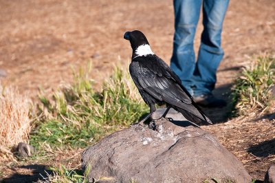White-necked Raven