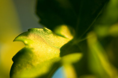 Green Leaves Of Summer