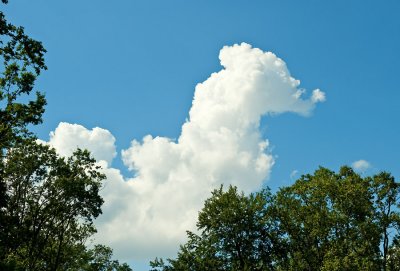 Seahorse In The Sky