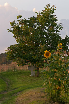 Cross Under Cherry Tree