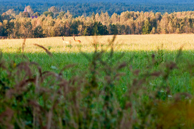 Couple In Distance