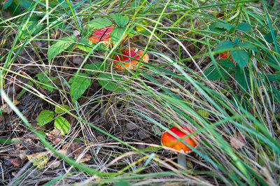 Toadstools In The Grass