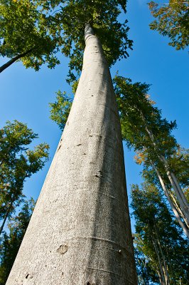 Tall Trees