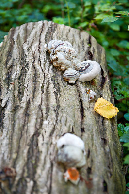 Fungi On A Trunk