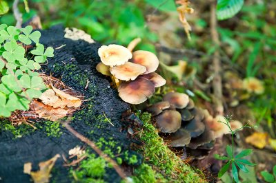Fungi  Of The Woods