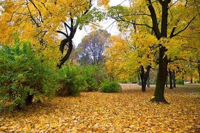 Fall In The Park