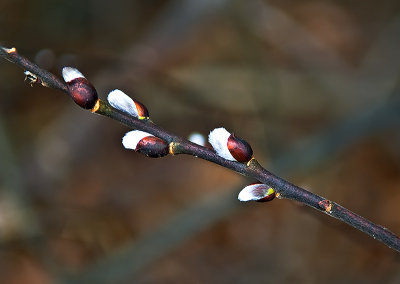 Pussy Willow