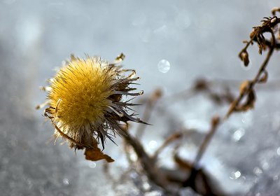 Flower On Ice