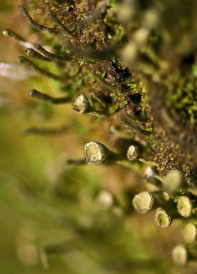 Lichens