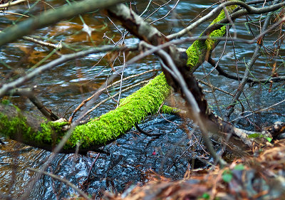 Moss, Tree And Stream