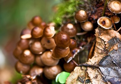 Bunch Of Mushrooms