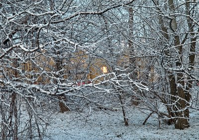 Snow On Branches