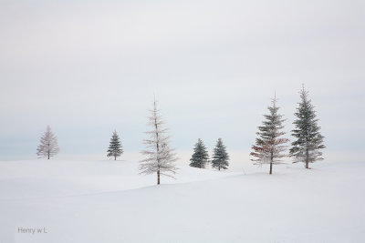 Frosty Pine Trees
