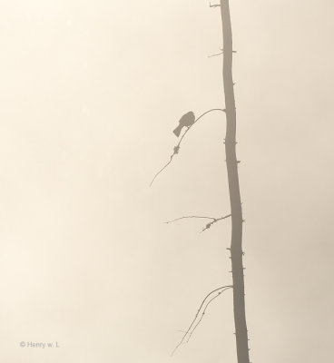 Bird in Mist