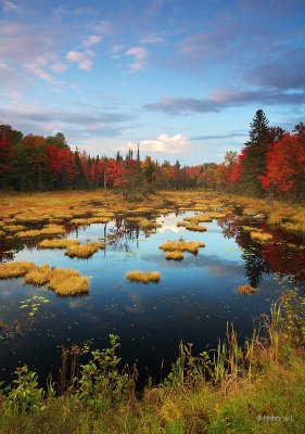 The Pond