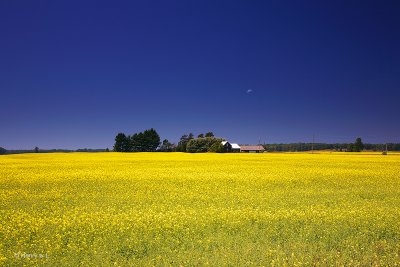 Canola Flower Field