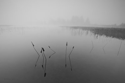 Zen in Mist