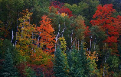 Fall Colors in Lake Superior PK