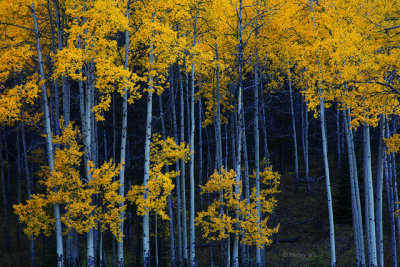 Jasper Aspen