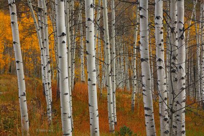 Aspen_study_02