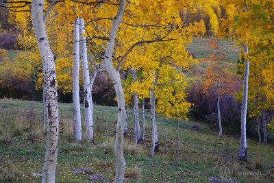 Aspen_study_05