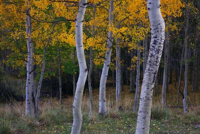 Aspen_study_08