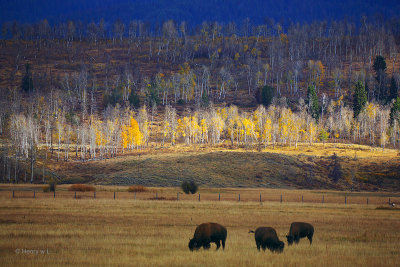 Teton_Animals_04