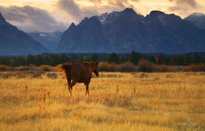 Teton_Animals_03