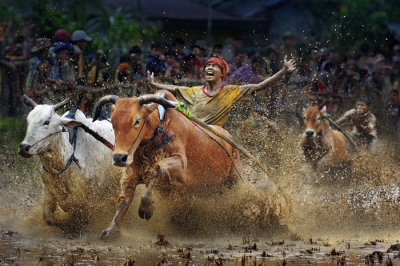 Pacu Jawi (3)