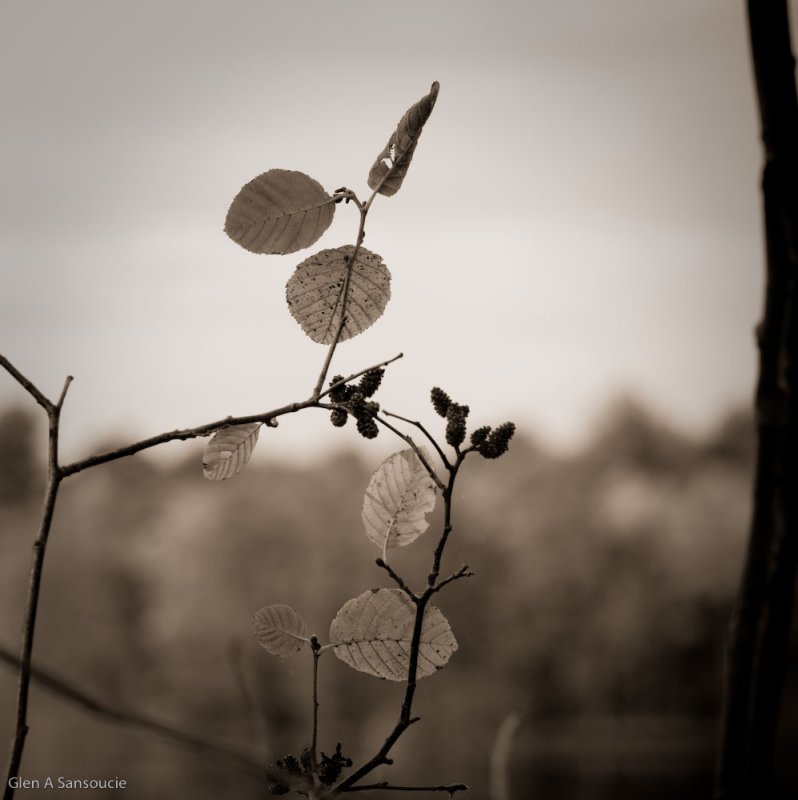 Last Leaves (Sepia)