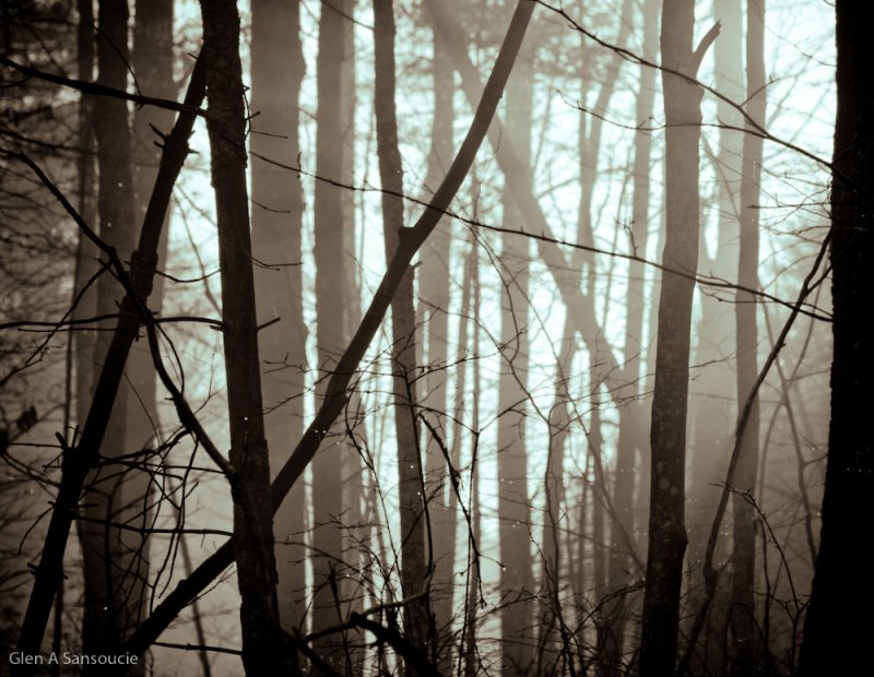 Alternate forest lighting